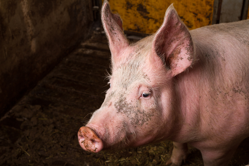 Artgerechte Schweinehaltung am Untermaierhof in Assling